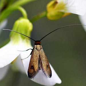 Cauchas rufimitrella