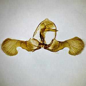 Dichrorampha aeratana