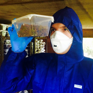 Examining the moths in bird nests