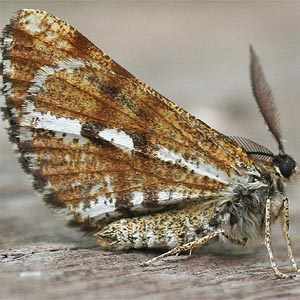 bordered white