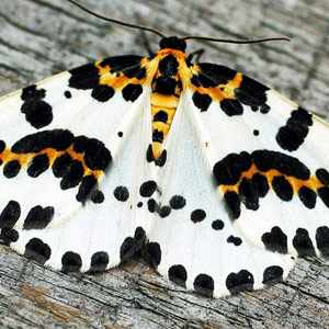 magpie moth