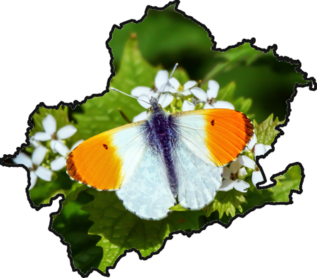 Orange-tip butterfly