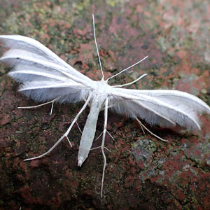 Pterophorus pentadactyla