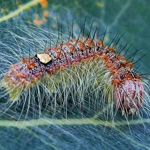 poplar grey caterpillar