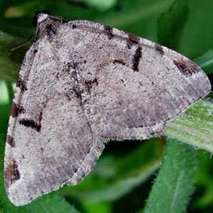 v-moth